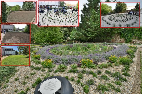 Szépen növekednek az első fehérvári esőkert évelő növényei a Török udvarban